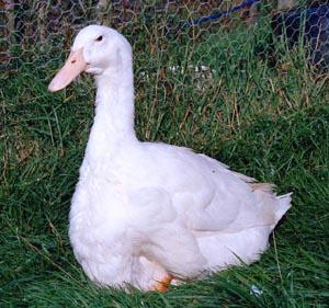 Exhibition Aylesbury Duck
2001 hatch