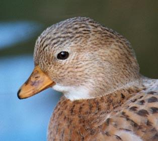Dark Blue Silver Call Duck