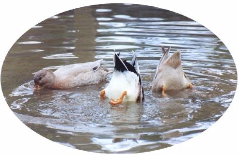 Bottoms Up