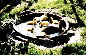 Apricot duck with new hatchlings