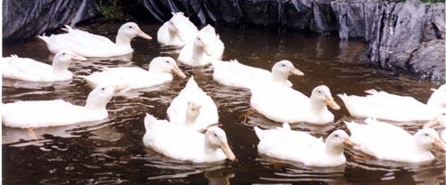 some young Aylesburies on their pond