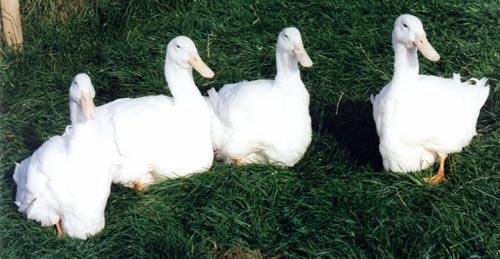 Drake on the right was
best Aylesbury at the National
Waterfowl Exhibition 2001
