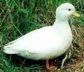 2nd in his class at National
Waterfowl Exhibition (Solihul)