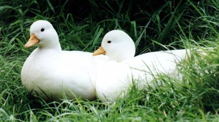 Breeding pair of White Calls