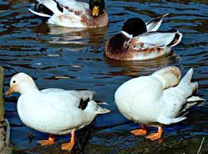 Group of Silvers