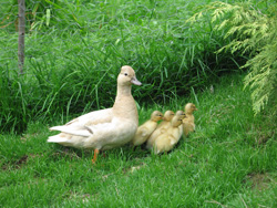 apricotfamily.jpg - 75799 Bytes