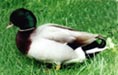 Mallard Call Page