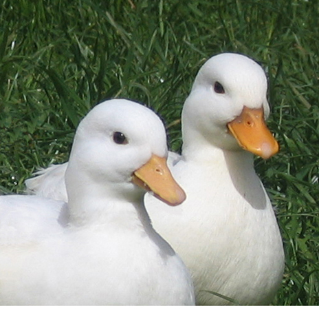 Pair white call ducks